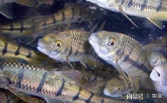 淡水石斑魚養(yǎng)殖 稀缺引高利，財(cái)源自水來(lái)