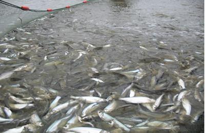 白條魚淡水養殖技術詳解