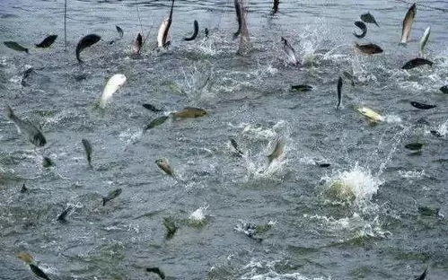 浙江省淡水水產(chǎn)研究所疫情防控期間技術(shù)指導(dǎo)手冊（六） 大宗淡水魚類養(yǎng)殖技術(shù)