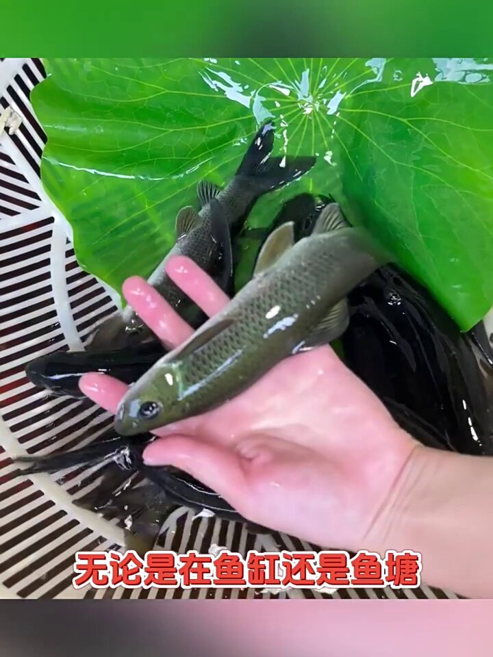 青龍棒魚、華鯪與青衣魚 淡水養(yǎng)殖的食用安全指南