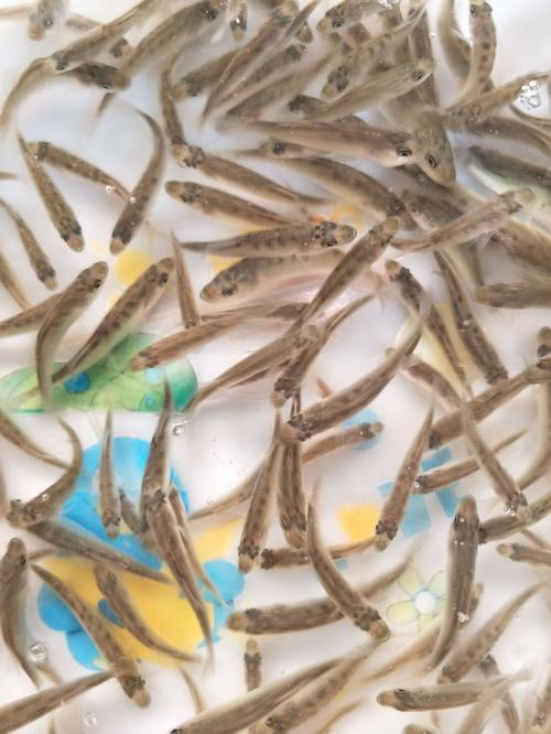 山東淡水養(yǎng)殖魚苗廠家,品牌,圖片,熱帖