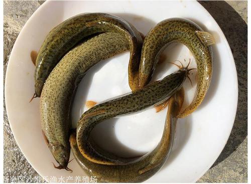 泥鰍魚苗臺(tái)灣黃金泥鰍水花現(xiàn)貨淡水養(yǎng)殖魚苗活體